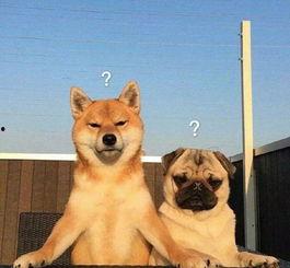 航线巴哥最新爆料,航线巴哥最新航线动态大曝光! 第2张 航线巴哥最新爆料,航线巴哥最新航线动态大曝光! 第2张